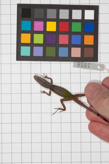 Media type: image;   Herpetology R-189493